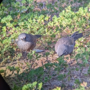 Struthidea cinerea at Mutawintji, NSW - 28 Aug 2022 08:24 AM