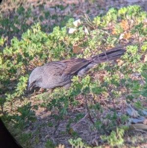 Struthidea cinerea at Mutawintji, NSW - 28 Aug 2022 08:24 AM