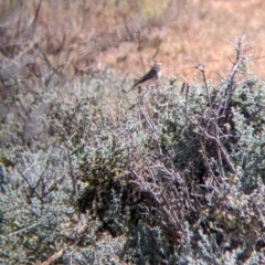 Petroica goodenovii (Red-capped Robin) at Mutawintji, NSW - 28 Aug 2022 by Darcy