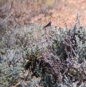 Petroica goodenovii at Mutawintji, NSW - 28 Aug 2022 12:39 PM