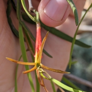 Lysiana exocarpi subsp. exocarpi at Mutawintji, NSW - 28 Aug 2022