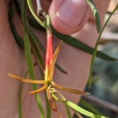 Lysiana exocarpi subsp. exocarpi (Harlequin Mistletoe) at Mutawintji, NSW - 28 Aug 2022 by Darcy