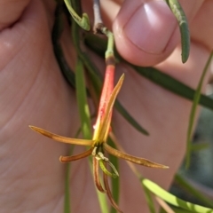 Lysiana exocarpi subsp. exocarpi at Mutawintji, NSW - 28 Aug 2022