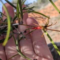 Lysiana exocarpi subsp. exocarpi at Mutawintji, NSW - 28 Aug 2022 12:41 PM
