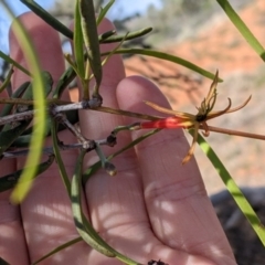 Lysiana exocarpi subsp. exocarpi at Mutawintji, NSW - 28 Aug 2022