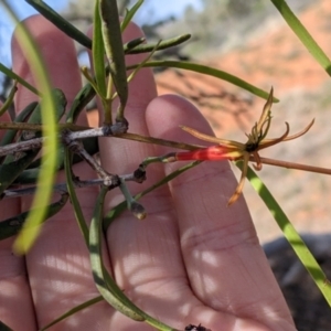 Lysiana exocarpi subsp. exocarpi at Mutawintji, NSW - 28 Aug 2022