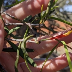 Lysiana exocarpi subsp. exocarpi at Mutawintji, NSW - 28 Aug 2022