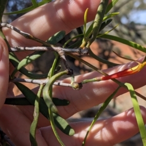 Lysiana exocarpi subsp. exocarpi at Mutawintji, NSW - 28 Aug 2022 12:41 PM