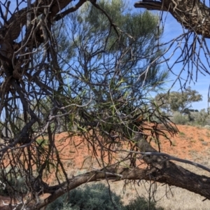 Lysiana exocarpi subsp. exocarpi at Mutawintji, NSW - 28 Aug 2022