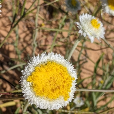 Polycalymma stuartii (Poached Egg Daisy) at Packsaddle, NSW - 28 Aug 2022 by Darcy