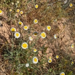 Polycalymma stuartii at suppressed - 28 Aug 2022