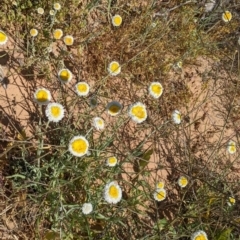 Polycalymma stuartii at suppressed - suppressed
