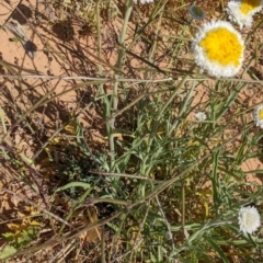 Polycalymma stuartii at suppressed - suppressed