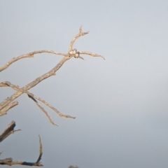 Artamus cinereus (Black-faced Woodswallow) at Sturt National Park - 29 Aug 2022 by Darcy