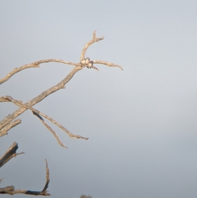 Artamus cinereus (Black-faced Woodswallow) at Sturt National Park - 28 Aug 2022 by Darcy
