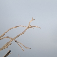 Artamus cinereus at Tibooburra, NSW - 29 Aug 2022 07:58 AM