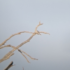 Artamus cinereus at Tibooburra, NSW - 29 Aug 2022 07:58 AM