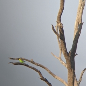 Melopsittacus undulatus at Tibooburra, NSW - 29 Aug 2022 08:01 AM