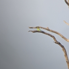 Melopsittacus undulatus at Tibooburra, NSW - 29 Aug 2022 08:01 AM