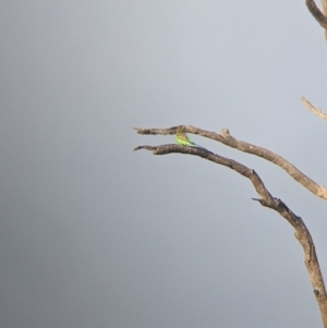 Melopsittacus undulatus at Tibooburra, NSW - 29 Aug 2022