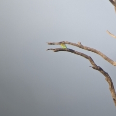 Melopsittacus undulatus at Tibooburra, NSW - 29 Aug 2022