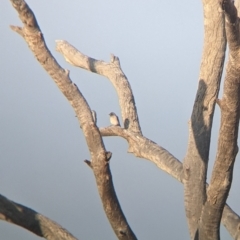 Artamus personatus (Masked Woodswallow) at Tibooburra, NSW - 29 Aug 2022 by Darcy