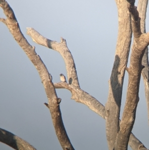 Artamus personatus at Tibooburra, NSW - 29 Aug 2022