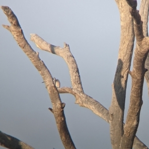 Artamus personatus at Tibooburra, NSW - 29 Aug 2022