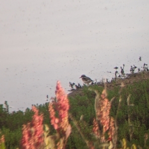 Charadrius melanops at Tibooburra, NSW - 29 Aug 2022 08:24 AM