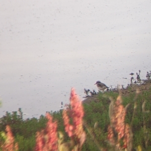 Charadrius melanops at Tibooburra, NSW - 29 Aug 2022 08:24 AM