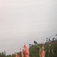 Charadrius melanops at Tibooburra, NSW - 29 Aug 2022 08:24 AM