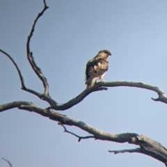 Haliastur sphenurus (Whistling Kite) at Sturt National Park - 28 Aug 2022 by Darcy