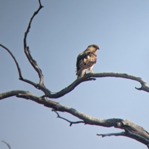 Haliastur sphenurus at Tibooburra, NSW - 29 Aug 2022 08:30 AM