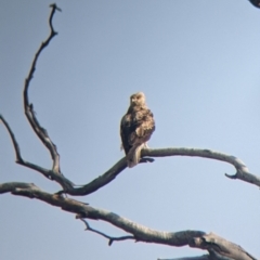 Haliastur sphenurus at Tibooburra, NSW - 29 Aug 2022