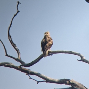 Haliastur sphenurus at Tibooburra, NSW - 29 Aug 2022 08:30 AM