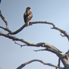 Haliastur sphenurus at Tibooburra, NSW - 29 Aug 2022 08:30 AM