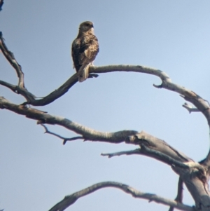 Haliastur sphenurus at Tibooburra, NSW - 29 Aug 2022