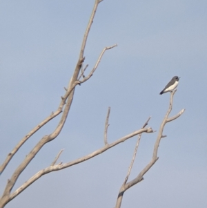 Artamus leucorynchus at Tibooburra, NSW - 29 Aug 2022 08:33 AM