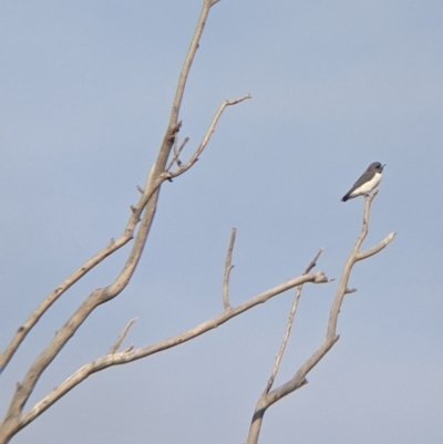 Artamus leucorynchus (White-breasted Woodswallow) at Sturt National Park - 28 Aug 2022 by Darcy