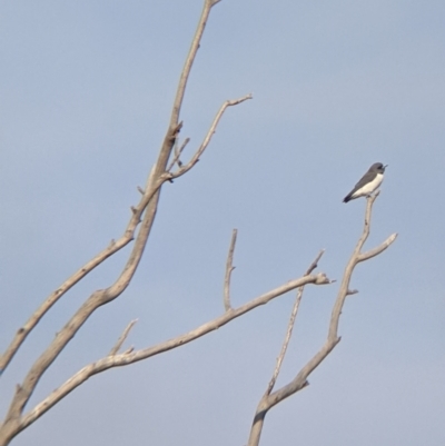 Artamus leucorynchus (White-breasted Woodswallow) at Sturt National Park - 29 Aug 2022 by Darcy