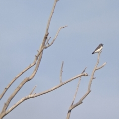 Artamus leucorynchus (White-breasted Woodswallow) at Tibooburra, NSW - 28 Aug 2022 by Darcy