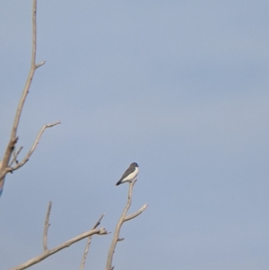 Artamus leucorynchus at Tibooburra, NSW - 29 Aug 2022