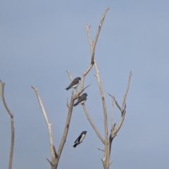 Artamus leucorynchus at Tibooburra, NSW - 29 Aug 2022 08:33 AM