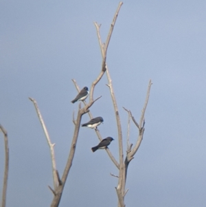 Artamus leucorynchus at Tibooburra, NSW - 29 Aug 2022 08:33 AM
