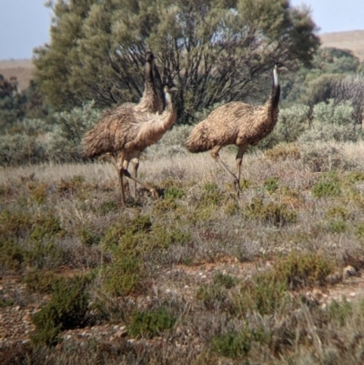 Dromaius novaehollandiae (Emu) at Sturt National Park - 29 Aug 2022 by Darcy