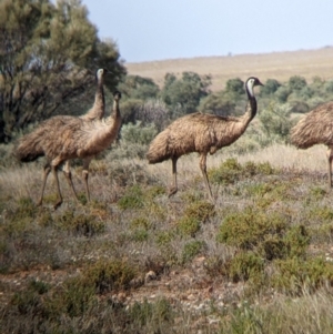 Dromaius novaehollandiae at Tibooburra, NSW - 29 Aug 2022