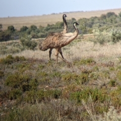 Dromaius novaehollandiae at Tibooburra, NSW - 29 Aug 2022 10:51 AM