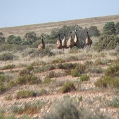 Dromaius novaehollandiae at Tibooburra, NSW - 29 Aug 2022