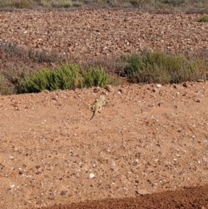 Pogona vitticeps at Tibooburra, NSW - 29 Aug 2022