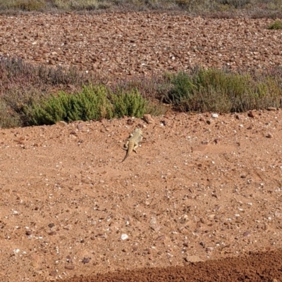 Pogona vitticeps (Central Bearded Dragon) at Tibooburra, NSW - 29 Aug 2022 by Darcy